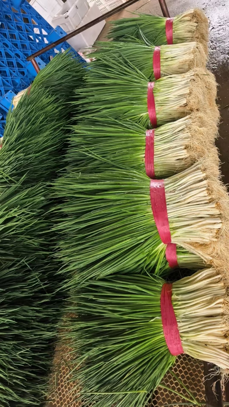 小葱大量上市产地一手货源保质保量量大从优