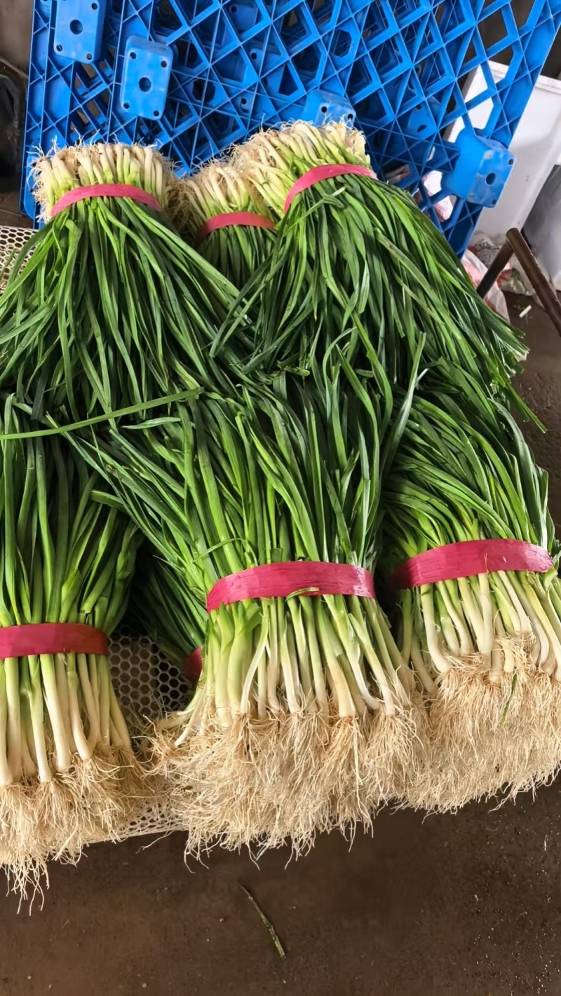 小葱大量上市产地一手货源保质保量量大从优