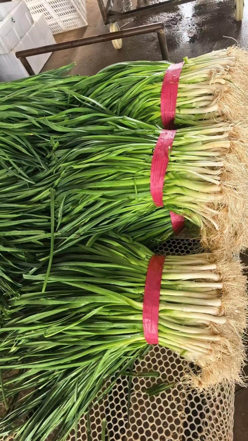 小葱大量上市产地一手货源保质保量量大从优
