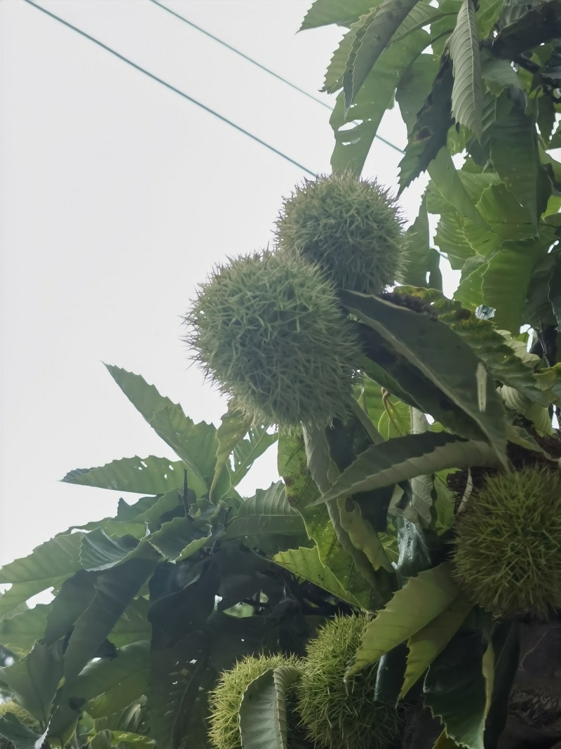 板栗大量上市颗粒饱满保质保量产地一手货源看货论价