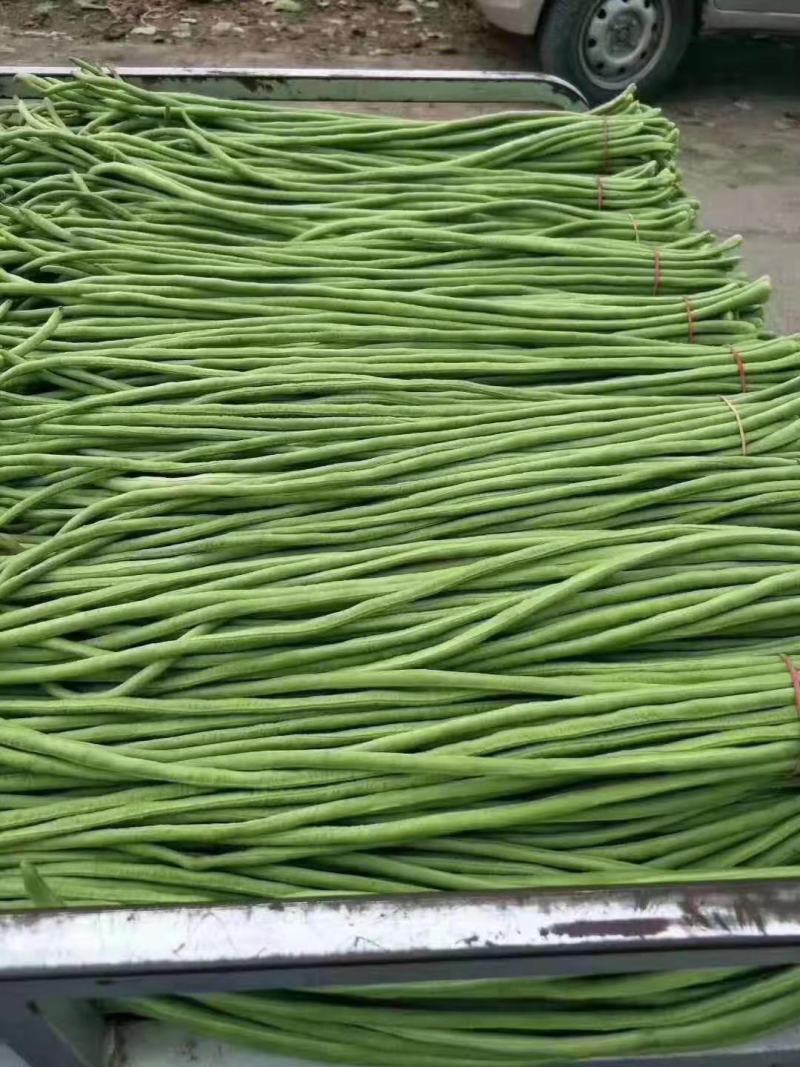 基地青条豆角，货源充足，加工厂市场电商欢迎致电联系