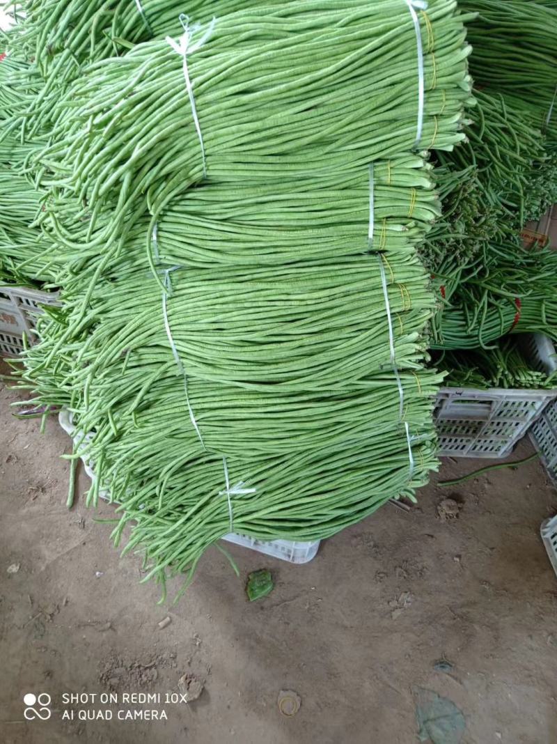 基地青条豆角，货源充足，加工厂市场电商欢迎致电联系