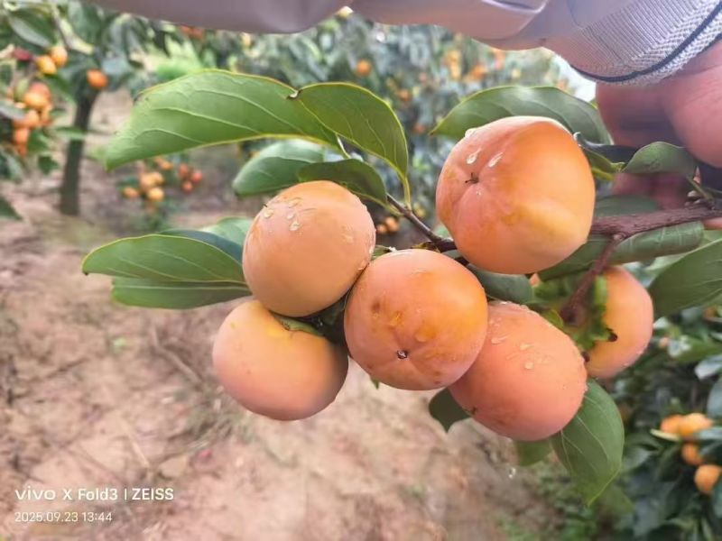 精品脆柿子大量供应脆甜多汁欢迎来电洽谈价格可以商量