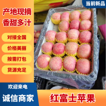 【苹果】精品膜袋红富士苹果现摘现发脆甜多汁欢迎采购