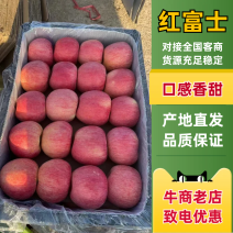 红富士苹果个大脆甜可口颜色好，含糖量高一手货源地头发货