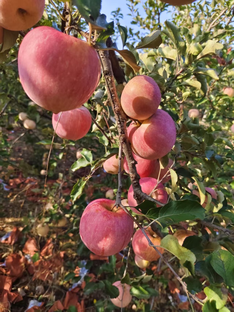 红富士苹果产地直采品种齐全口感佳销全国保证新鲜