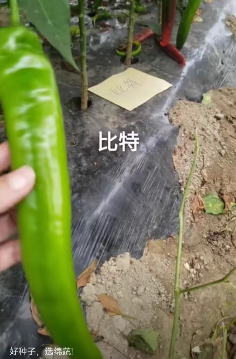 绵蔬比特黄皮尖椒种子中熟杂交牛角椒种籽青果黄绿老熟果红色