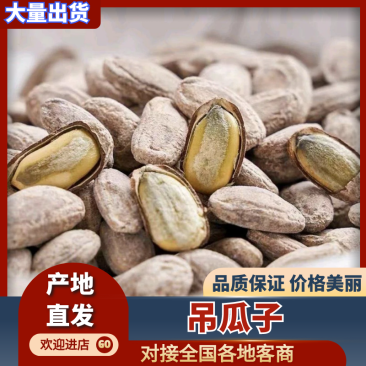 【放心购买】2025精品吊瓜子大量上市产地直发欢迎下单