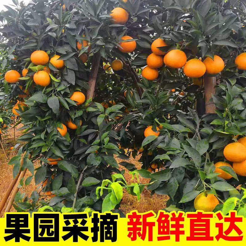 现摘爱媛橙大量供应产地直供支持订货欢迎速联享低价