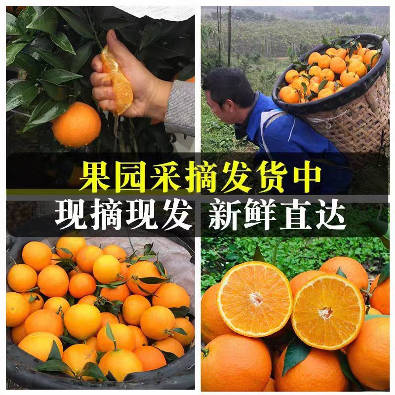 现摘爱媛橙大量供应产地直供支持订货欢迎速联享低价
