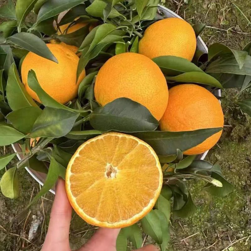 精品爱媛橙产地直供单果重量达标口感好来电详谈