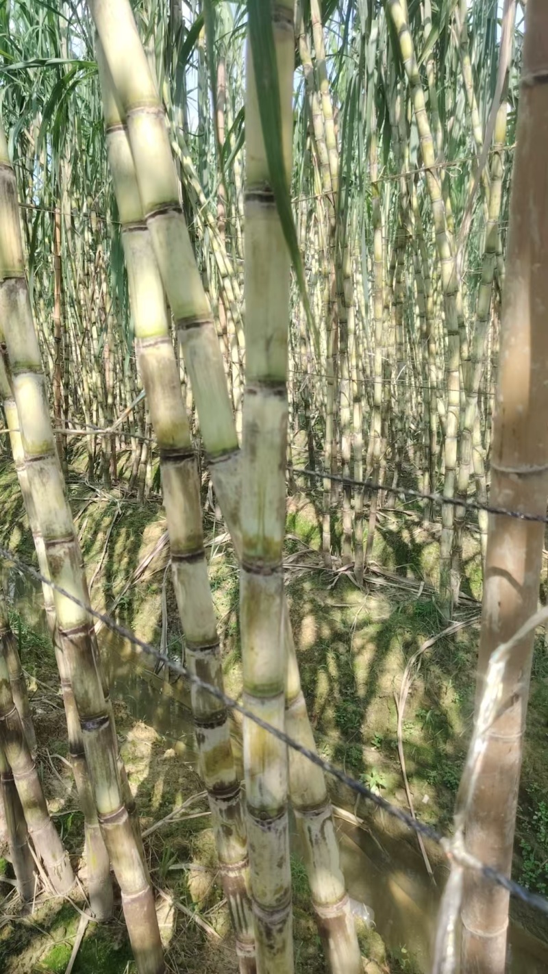 广西博白精品黄金甘蔗/甜度可口/量大价优/欢迎咨询