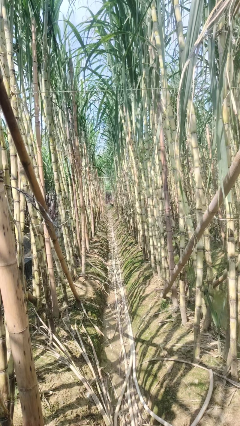广西博白精品黄金甘蔗/甜度可口/量大价优/欢迎咨询