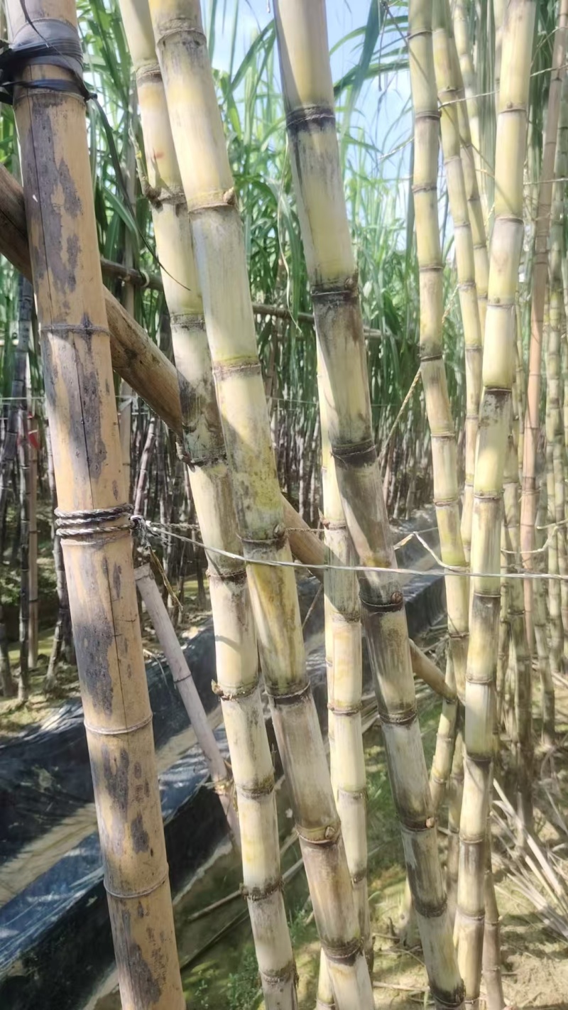 广西博白精品黄金甘蔗/甜度可口/量大价优/欢迎咨询