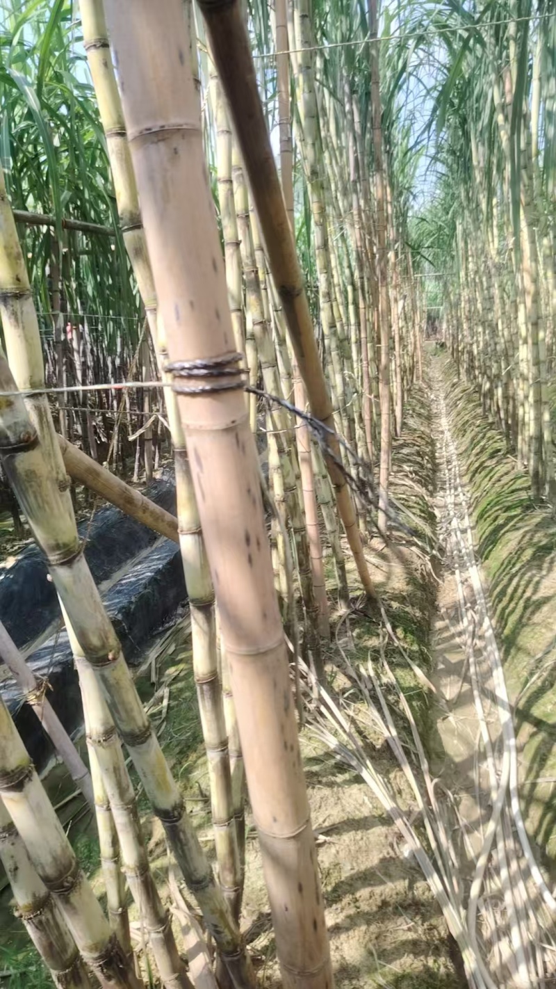 广西博白精品黄金甘蔗/甜度可口/量大价优/欢迎咨询