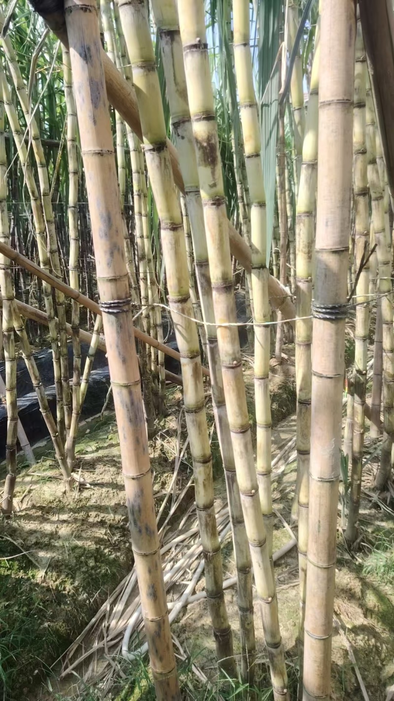 广西博白精品黄金甘蔗/甜度可口/量大价优/欢迎咨询