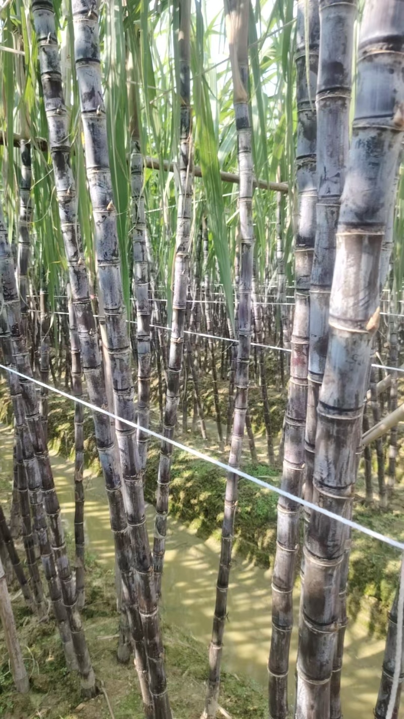 广西博白精品黑皮甘蔗/甜度可口/量大价优/欢迎咨询