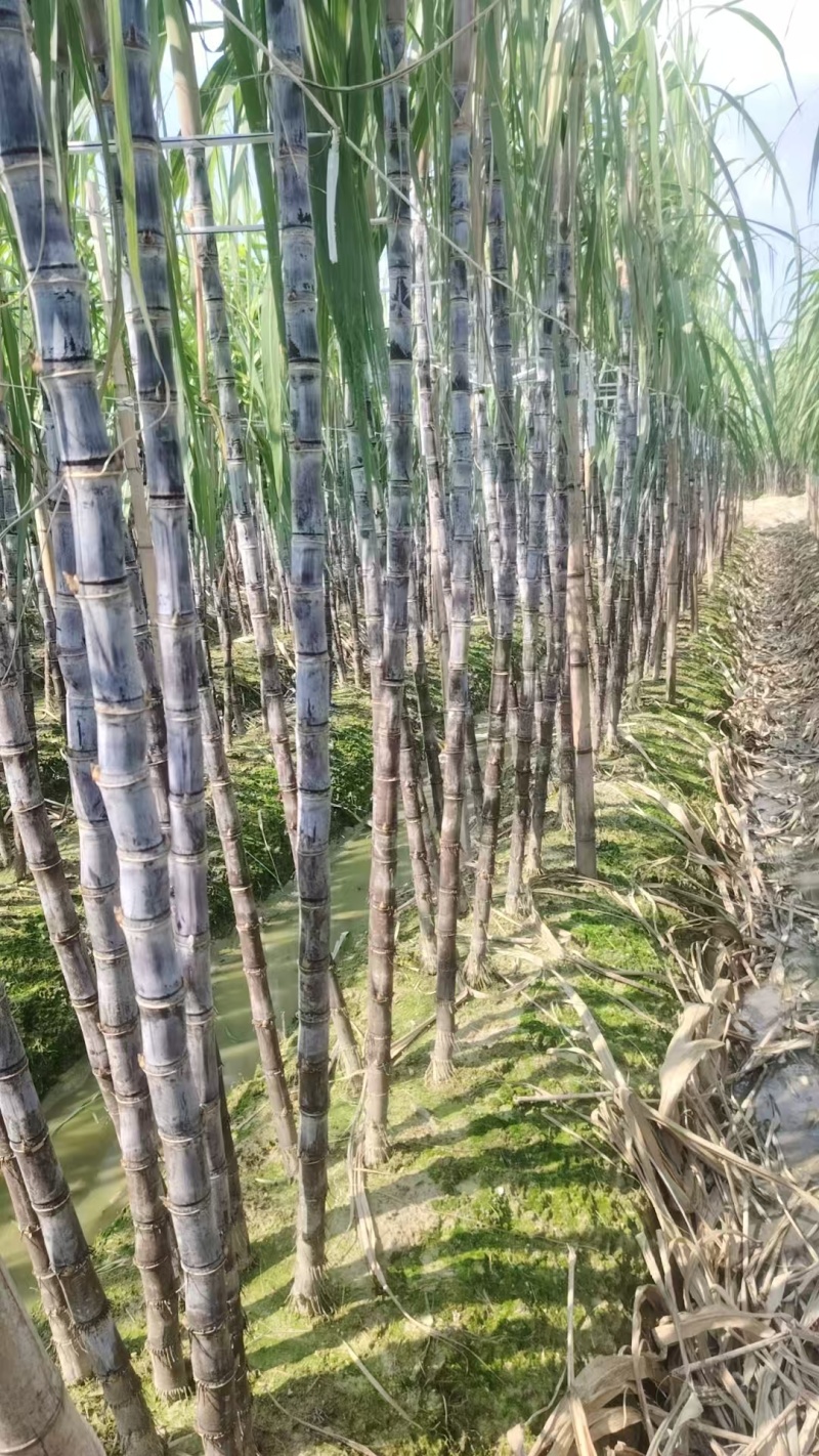 广西博白精品黑皮甘蔗/甜度可口/量大价优/欢迎咨询