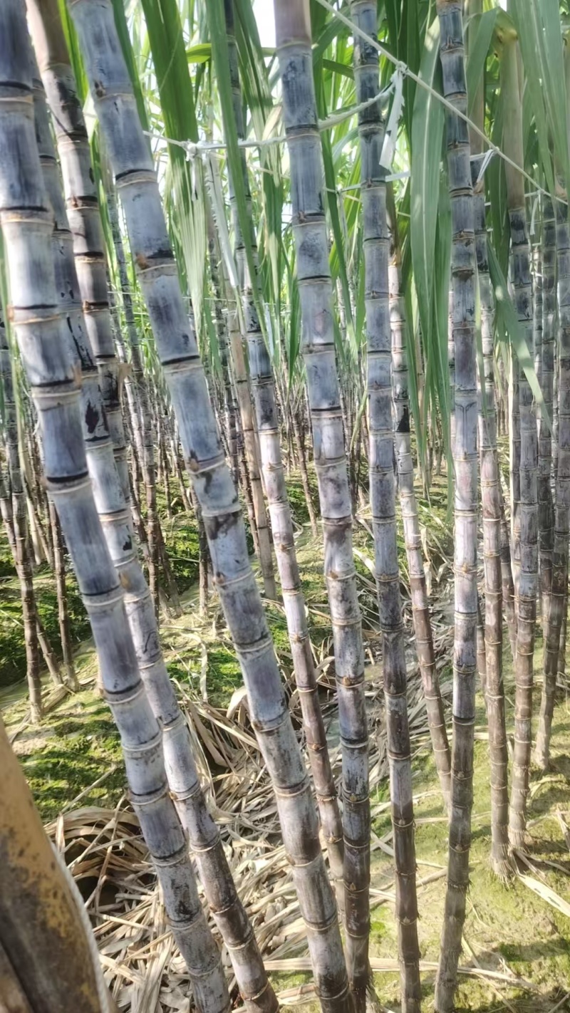 广西博白精品黑皮甘蔗/甜度可口/量大价优/欢迎咨询