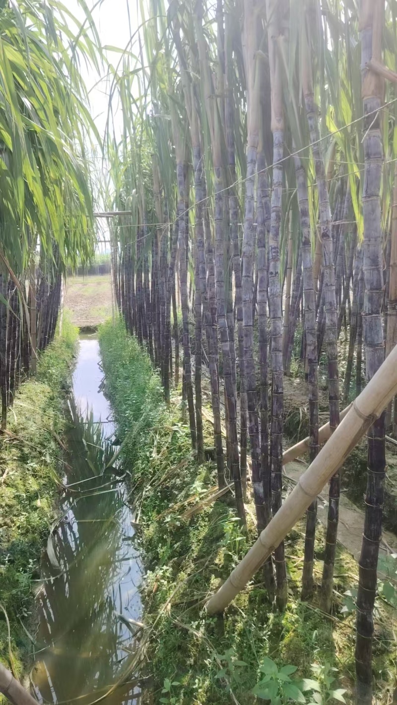 广西博白精品黑皮甘蔗/甜度可口/量大价优/欢迎咨询