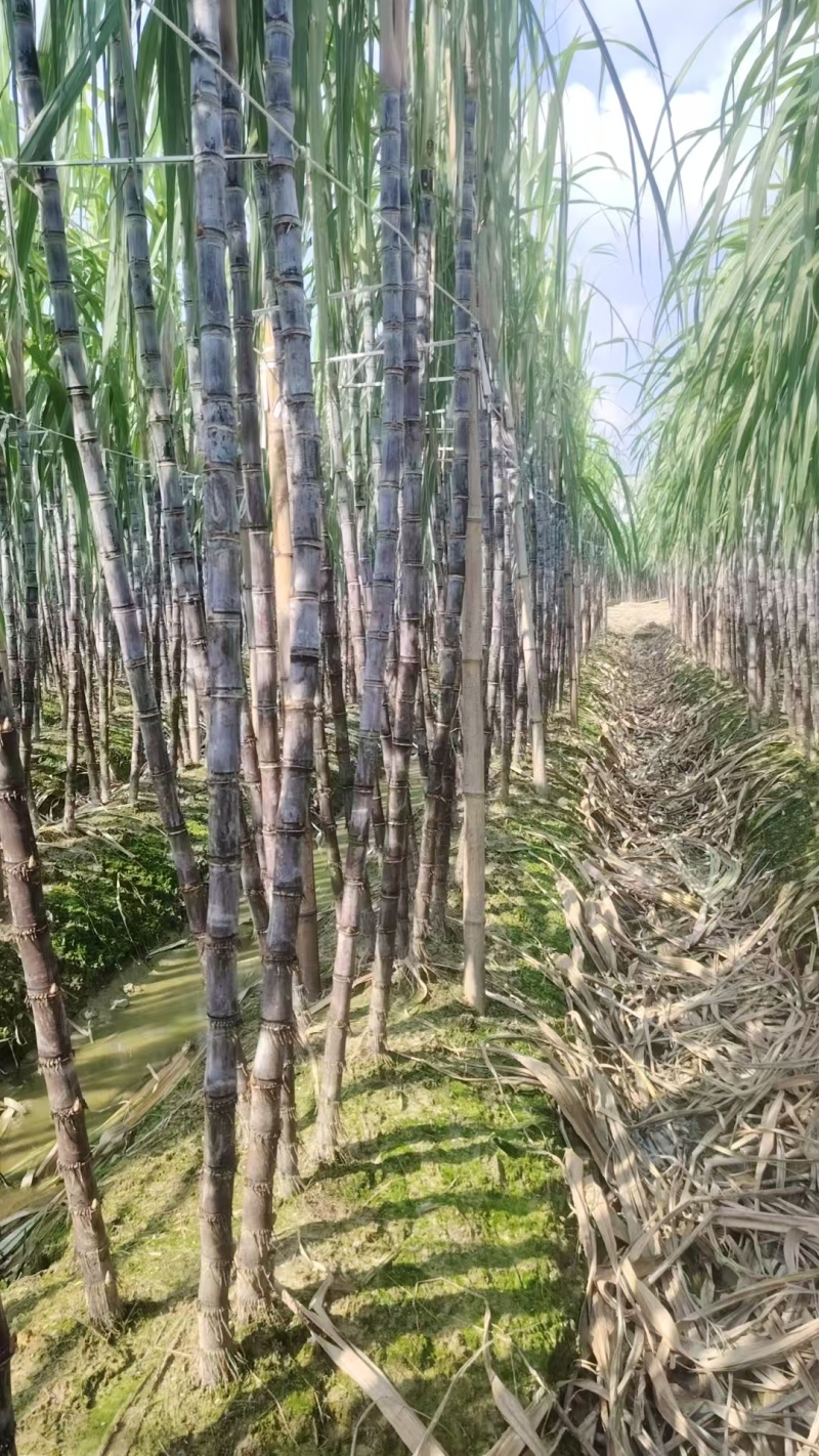 广西博白精品黑皮甘蔗/甜度可口/量大价优/欢迎咨询