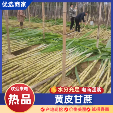 广西玉林黄皮甘蔗大量上市中，一手货源视频看货欢迎致电