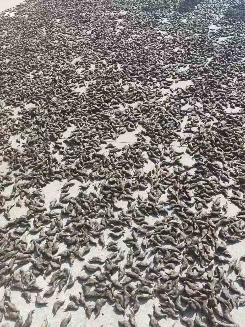 湖北一手货源菱角新鲜上市价格美丽质量好走货快欢迎询价