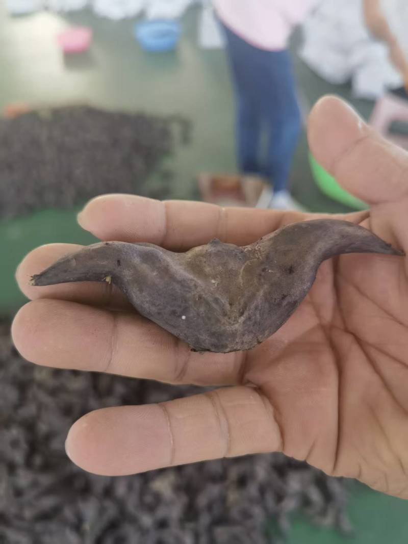湖北一手货源菱角新鲜上市价格美丽质量好走货快欢迎询价