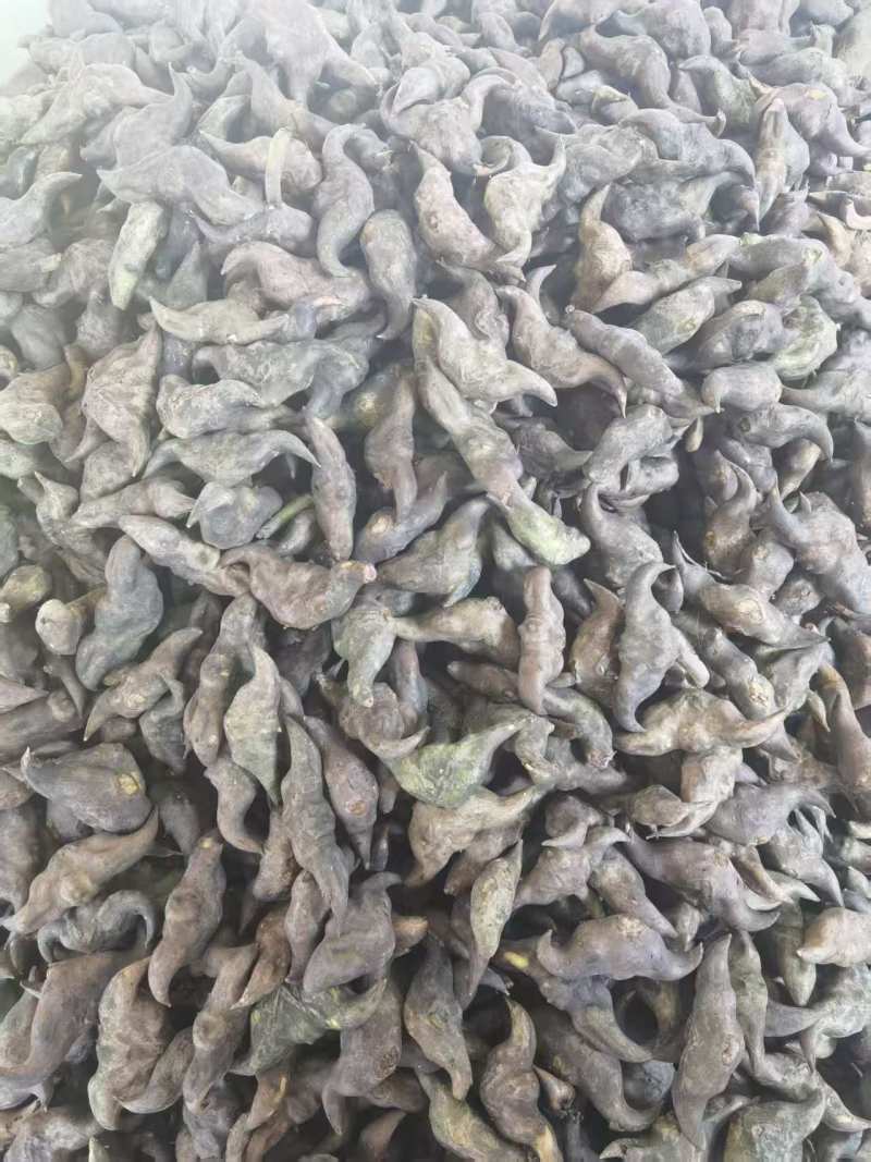 湖北一手货源菱角新鲜上市价格美丽质量好走货快欢迎询价