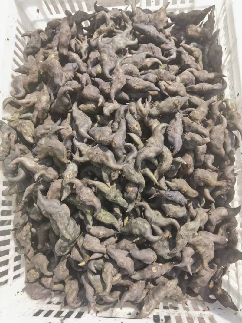 湖北一手货源菱角新鲜上市价格美丽质量好走货快欢迎询价