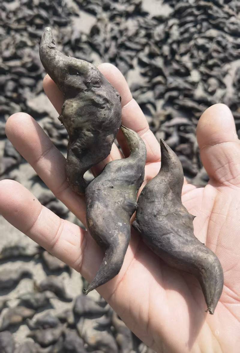 湖北一手货源菱角新鲜上市价格美丽质量好走货快欢迎询价