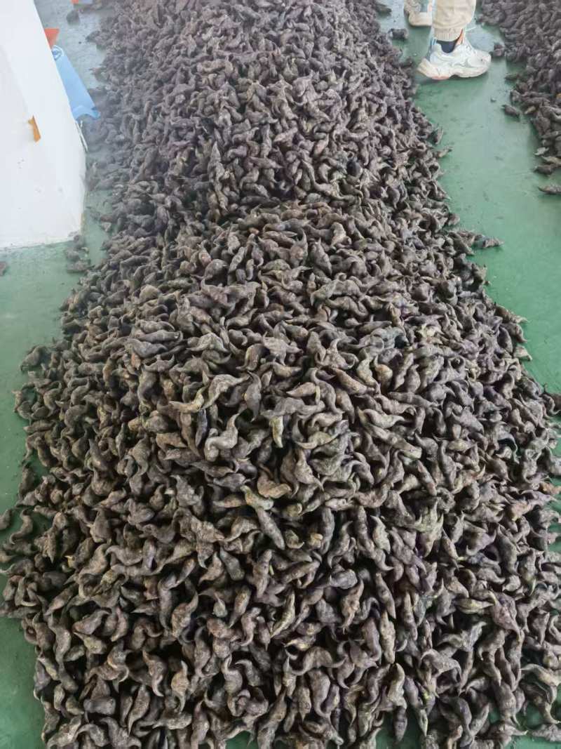 湖北一手货源菱角新鲜上市价格美丽质量好走货快欢迎询价
