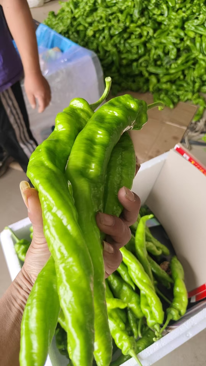 精品芜湖椒山东基地直发，货量多品质好价格可谈，发市场批发