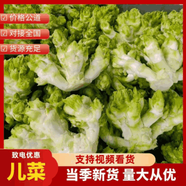 【儿菜】重庆儿菜自家包地种植一手价格大小规格都有按需求