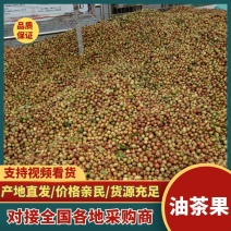 【油茶籽】湖南岳阳鲜油茶籽霜降果果形好无死果货量大皮薄