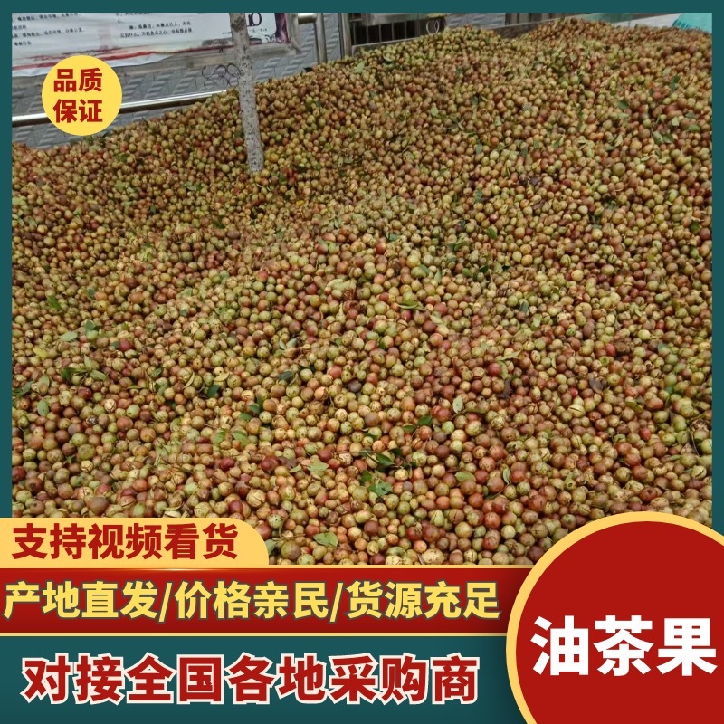 【油茶籽】湖南岳阳鲜油茶籽霜降果果形好无死果货量大皮薄