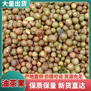 鲜果油茶籽