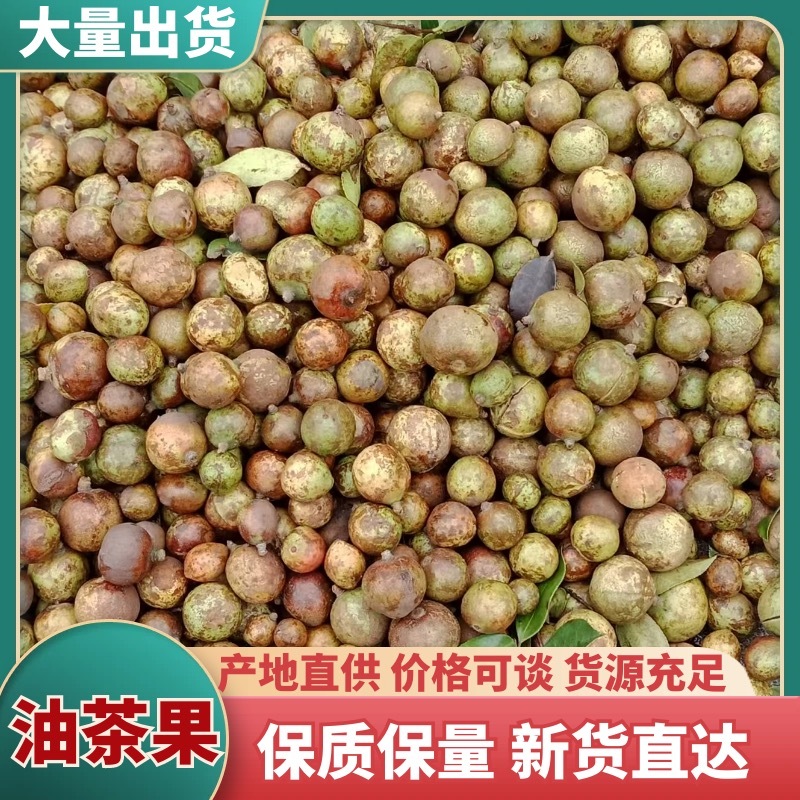 鲜果油茶籽
