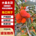 河南灵宝精品吊红柿子对接全国市场加工厂量大价优