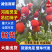 精品吊红柿子上市品质保证现摘现发一手货源欢迎来电