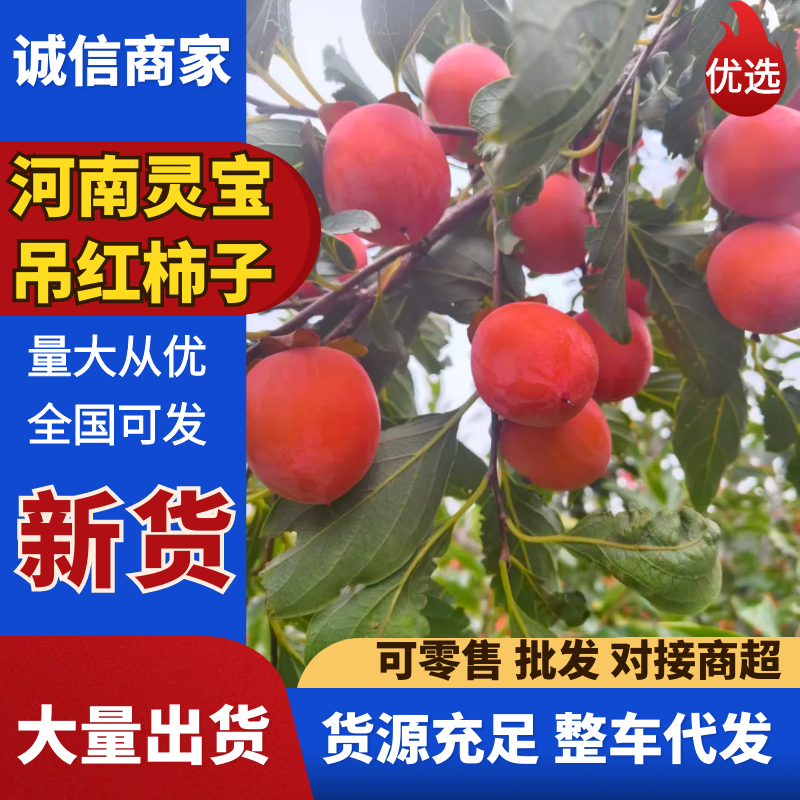 精品吊红柿子上市品质保证现摘现发一手货源欢迎来电