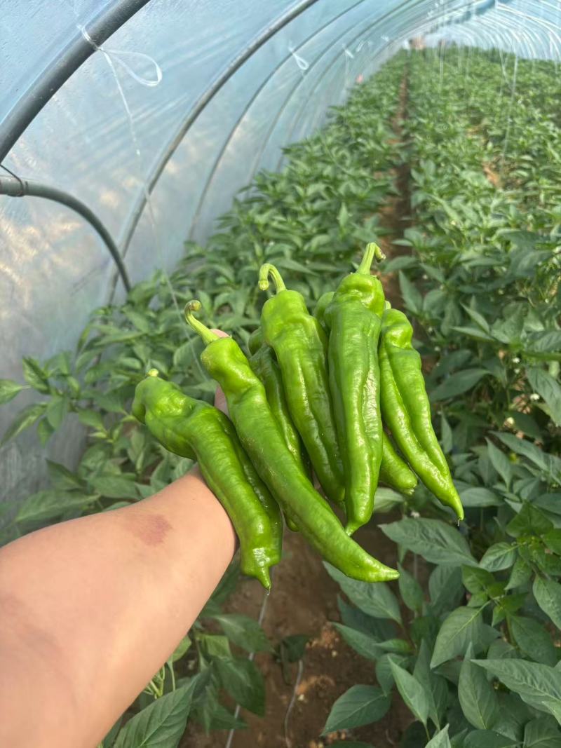 301辣椒鲜辣椒产地直销量大质优支持视频看货采购中