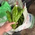 301辣椒鲜辣椒产地直销量大质优支持视频看货采购中
