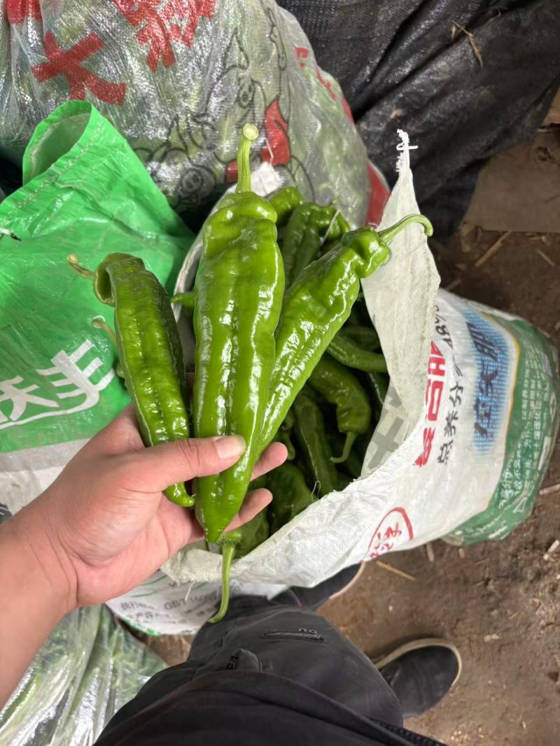 301辣椒鲜辣椒产地直销量大质优支持视频看货采购中