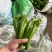301辣椒鲜辣椒产地直销量大质优支持视频看货采购中