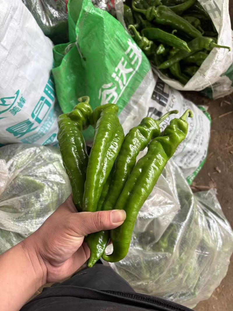 301辣椒鲜辣椒产地直销量大质优支持视频看货采购中