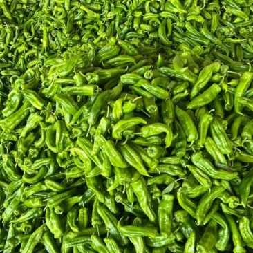 河南夏邑鲜辣椒芜湖椒量大质优价优欢迎各大老板采购咨询