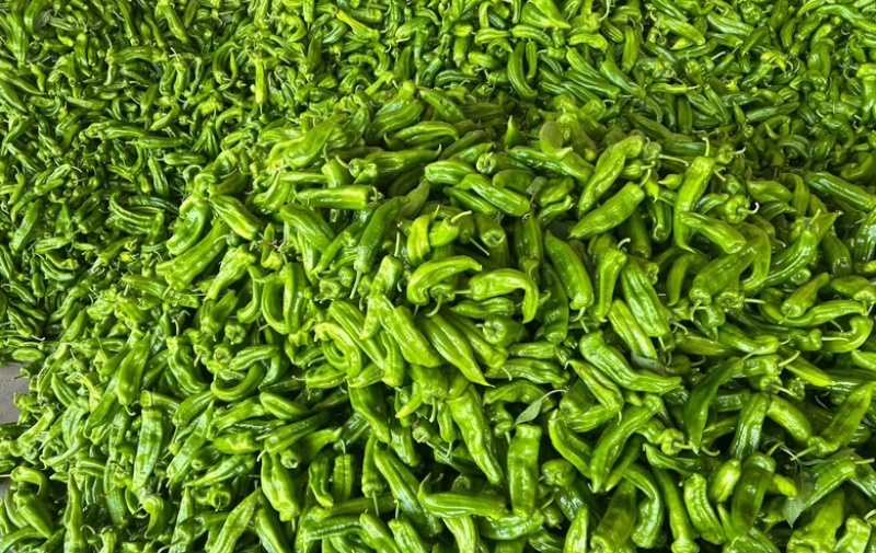河南夏邑鲜辣椒芜湖椒量大质优价优欢迎各大老板采购咨询