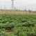鲜辣椒芜湖椒产地直销量大质优价格优惠欢迎咨询采购