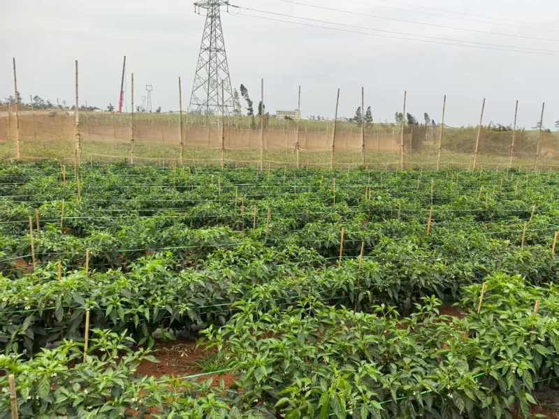 鲜辣椒芜湖椒产地直销量大质优价格优惠欢迎咨询采购